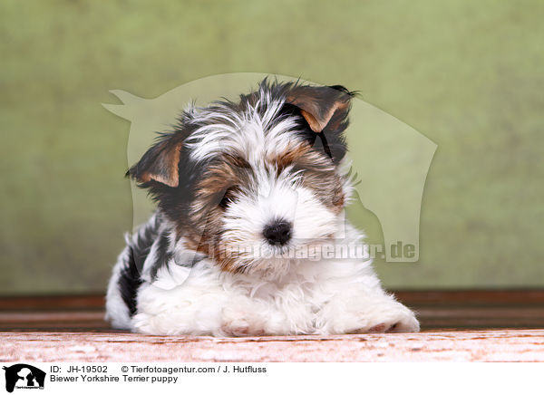 Biewer Yorkshire Terrier Welpe / Biewer Yorkshire Terrier puppy / JH-19502