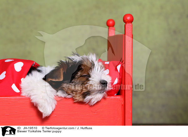 Biewer Yorkshire Terrier Welpe / Biewer Yorkshire Terrier puppy / JH-19510