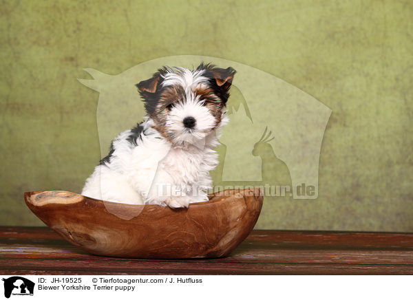 Biewer Yorkshire Terrier Welpe / Biewer Yorkshire Terrier puppy / JH-19525