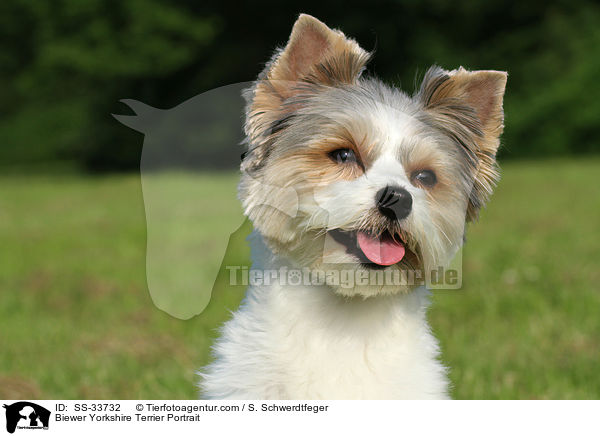Biewer Yorkshire Terrier Portrait / Biewer Yorkshire Terrier Portrait / SS-33732
