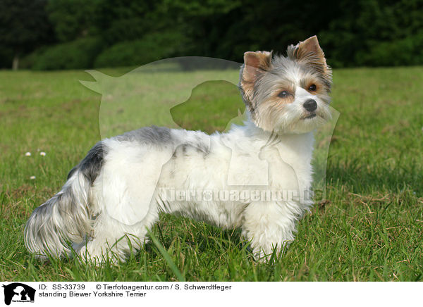 stehender Biewer Yorkshire Terrier / standing Biewer Yorkshire Terrier / SS-33739