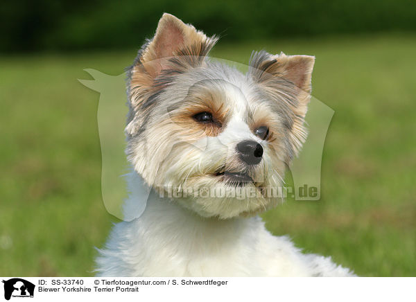 Biewer Yorkshire Terrier Portrait / Biewer Yorkshire Terrier Portrait / SS-33740