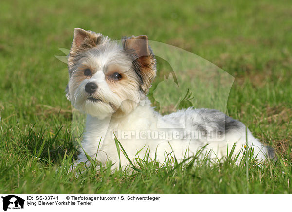 liegender Biewer Yorkshire Terrier / lying Biewer Yorkshire Terrier / SS-33741