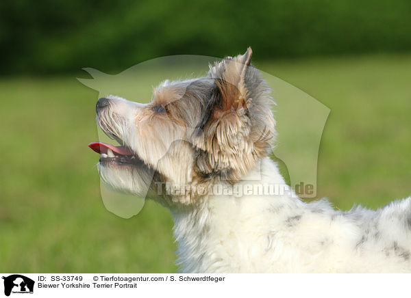 Biewer Yorkshire Terrier Portrait / Biewer Yorkshire Terrier Portrait / SS-33749