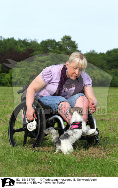 Frau und Biewer Yorkshire Terrier / woman and Biewer Yorkshire Terrier / SS-33757