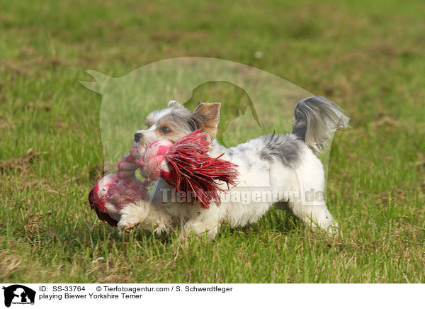 spielender Biewer Yorkshire Terrier / playing Biewer Yorkshire Terrier / SS-33764