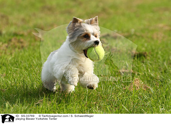 spielender Biewer Yorkshire Terrier / playing Biewer Yorkshire Terrier / SS-33769