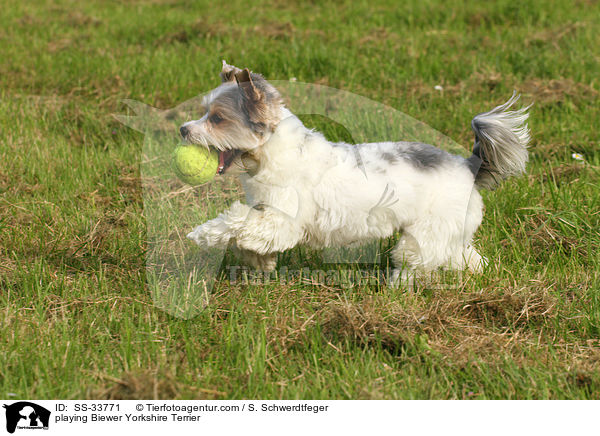 spielender Biewer Yorkshire Terrier / playing Biewer Yorkshire Terrier / SS-33771