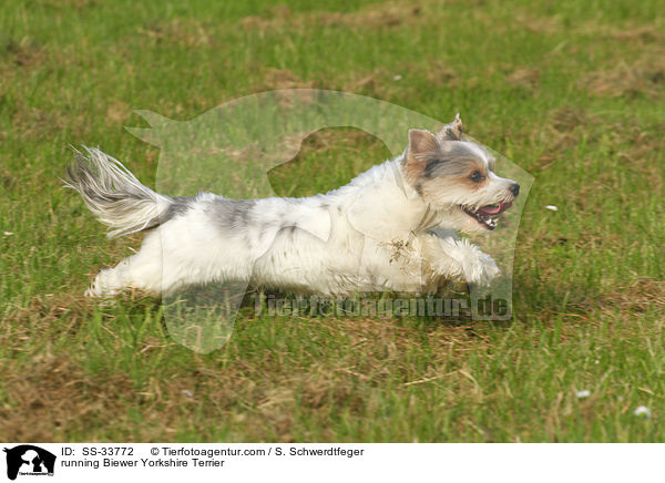 rennender Biewer Yorkshire Terrier / running Biewer Yorkshire Terrier / SS-33772