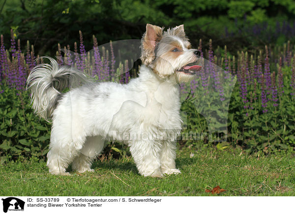 stehender Biewer Yorkshire Terrier / standing Biewer Yorkshire Terrier / SS-33789