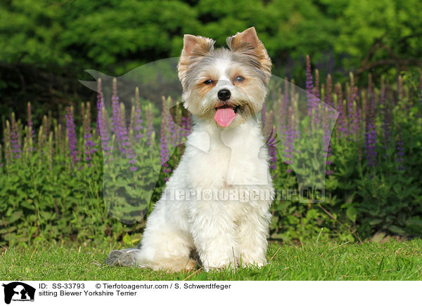 sitzender Biewer Yorkshire Terrier / sitting Biewer Yorkshire Terrier / SS-33793