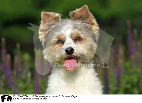 Biewer Yorkshire Terrier Portrait / Biewer Yorkshire Terrier Portrait / SS-33794