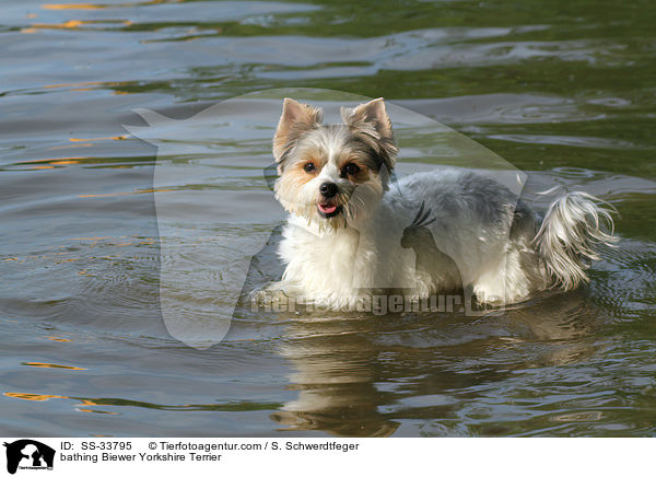 badender Biewer Yorkshire Terrier / bathing Biewer Yorkshire Terrier / SS-33795