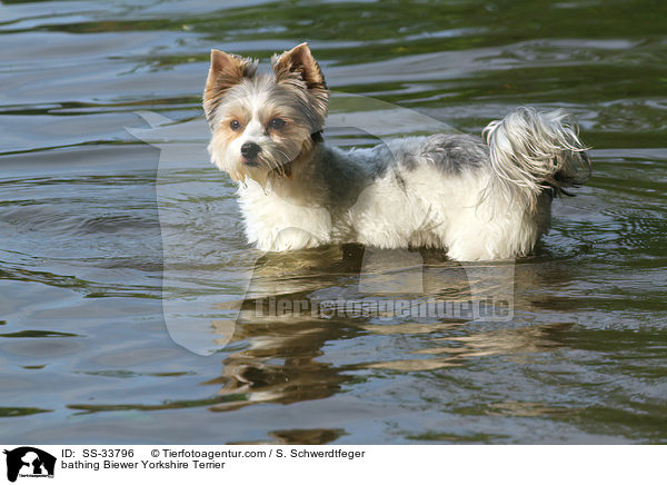 badender Biewer Yorkshire Terrier / bathing Biewer Yorkshire Terrier / SS-33796