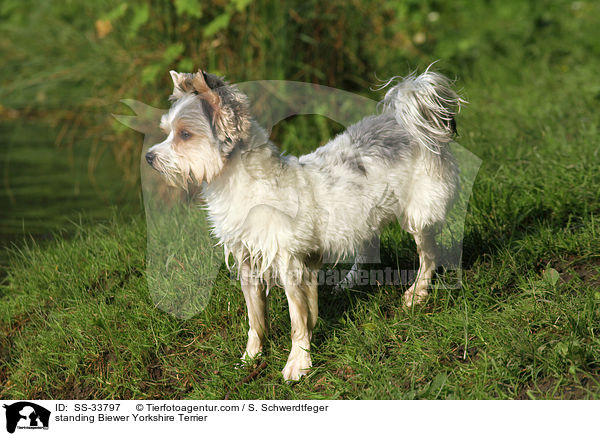 stehender Biewer Yorkshire Terrier / standing Biewer Yorkshire Terrier / SS-33797