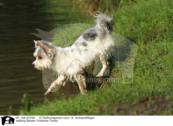 laufender Biewer Yorkshire Terrier / walking Biewer Yorkshire Terrier / SS-33798