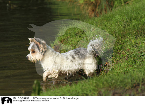 badender Biewer Yorkshire Terrier / bathing Biewer Yorkshire Terrier / SS-33799