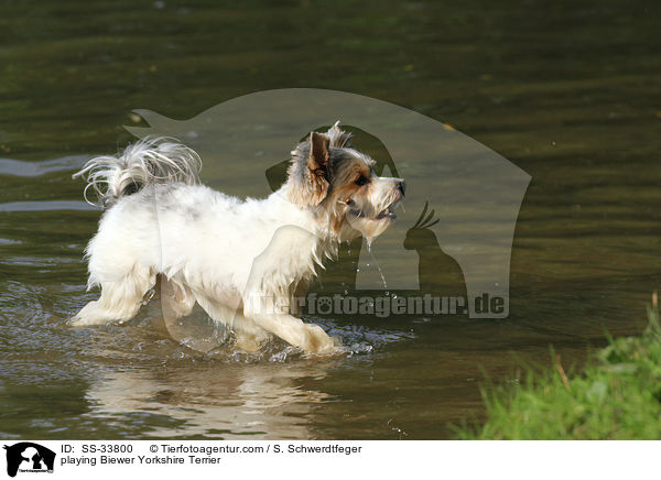 spielender Biewer Yorkshire Terrier / playing Biewer Yorkshire Terrier / SS-33800