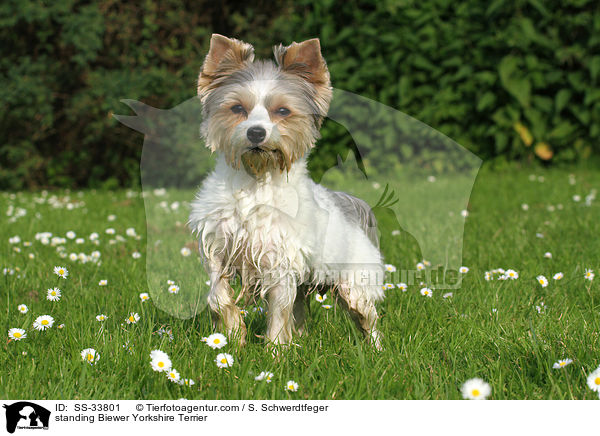 stehender Biewer Yorkshire Terrier / standing Biewer Yorkshire Terrier / SS-33801