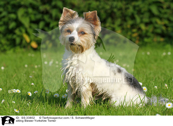 sitzender Biewer Yorkshire Terrier / sitting Biewer Yorkshire Terrier / SS-33802