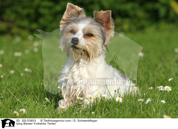 liegender Biewer Yorkshire Terrier / lying Biewer Yorkshire Terrier / SS-33803