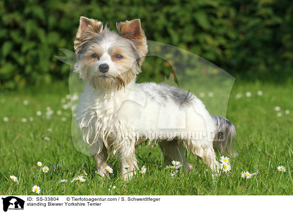 stehender Biewer Yorkshire Terrier / standing Biewer Yorkshire Terrier / SS-33804
