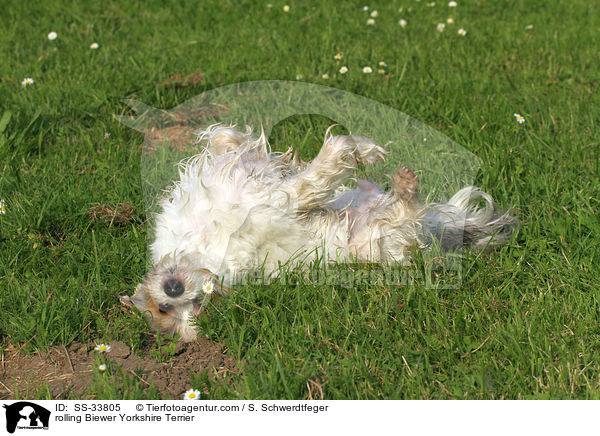 Biewer Yorkshire Terrier wlzt sich / rolling Biewer Yorkshire Terrier / SS-33805