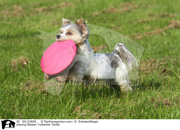 spielender Biewer Yorkshire Terrier / playing Biewer Yorkshire Terrier / SS-33808