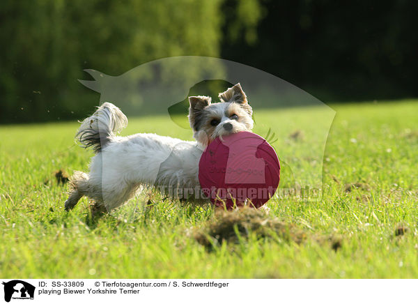 spielender Biewer Yorkshire Terrier / playing Biewer Yorkshire Terrier / SS-33809