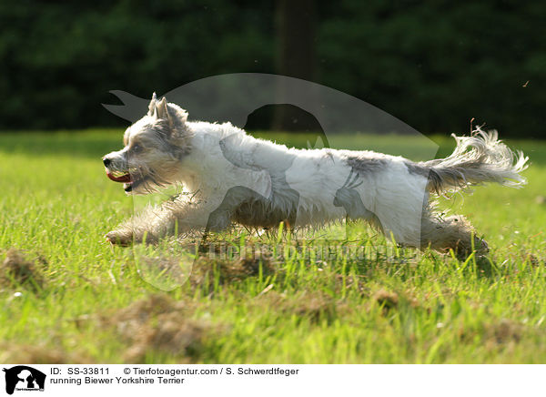 rennender Biewer Yorkshire Terrier / running Biewer Yorkshire Terrier / SS-33811
