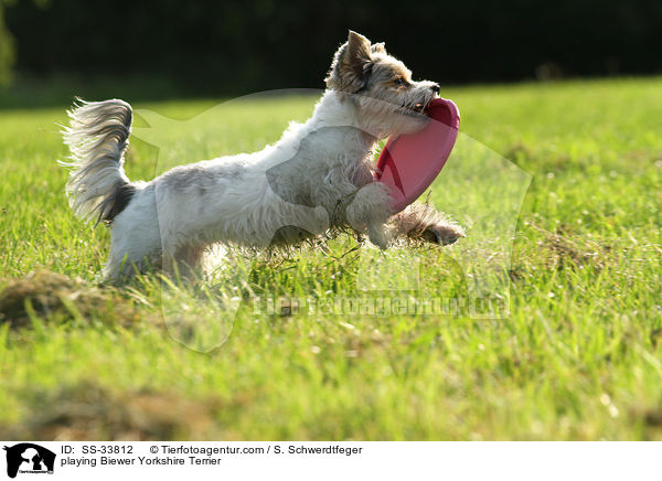 spielender Biewer Yorkshire Terrier / playing Biewer Yorkshire Terrier / SS-33812