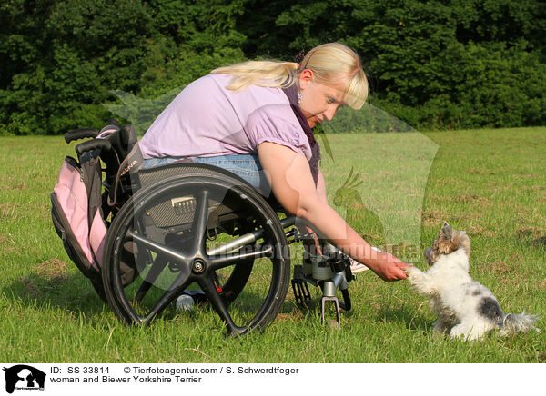 Frau und Biewer Yorkshire Terrier / woman and Biewer Yorkshire Terrier / SS-33814