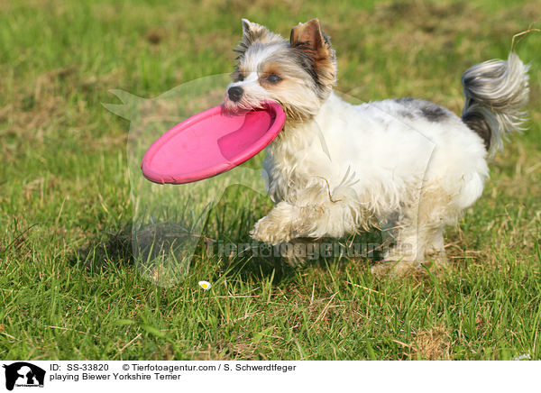 spielender Biewer Yorkshire Terrier / playing Biewer Yorkshire Terrier / SS-33820