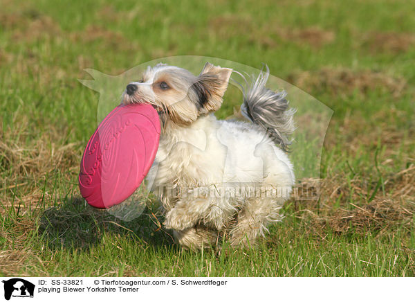 spielender Biewer Yorkshire Terrier / playing Biewer Yorkshire Terrier / SS-33821