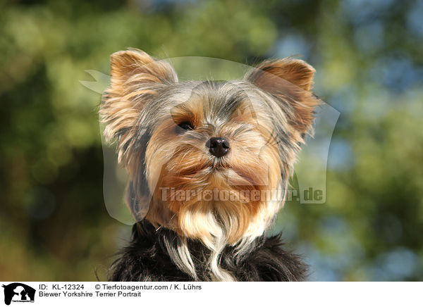 Biewer Yorkshire Terrier Portrait / KL-12324