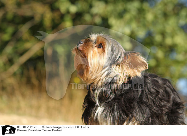 Biewer Yorkshire Terrier Portrait / Biewer Yorkshire Terrier Portrait / KL-12325