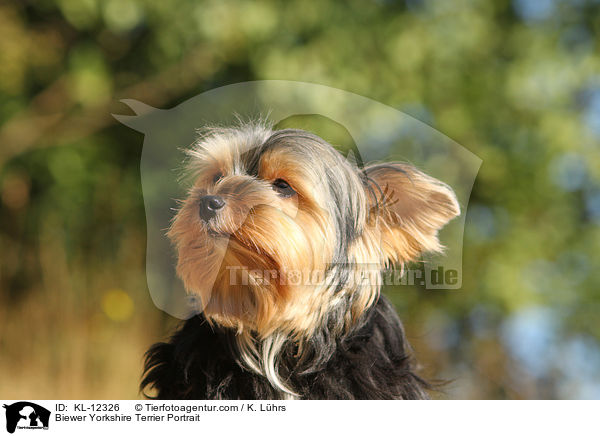 Biewer Yorkshire Terrier Portrait / Biewer Yorkshire Terrier Portrait / KL-12326