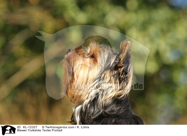 Biewer Yorkshire Terrier Portrait / Biewer Yorkshire Terrier Portrait / KL-12327