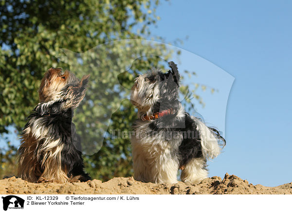 2 Biewer Yorkshire Terrier / 2 Biewer Yorkshire Terrier / KL-12329