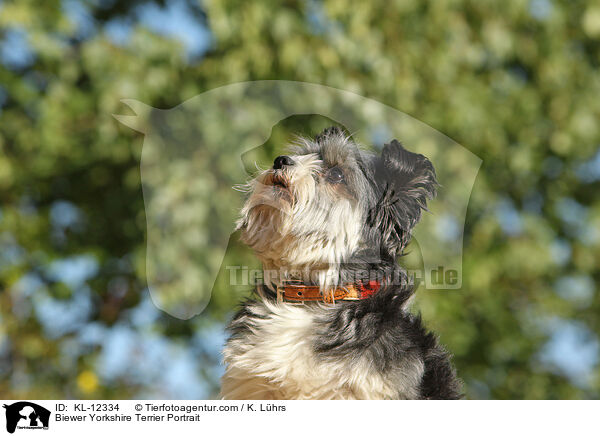 Biewer Yorkshire Terrier Portrait / Biewer Yorkshire Terrier Portrait / KL-12334