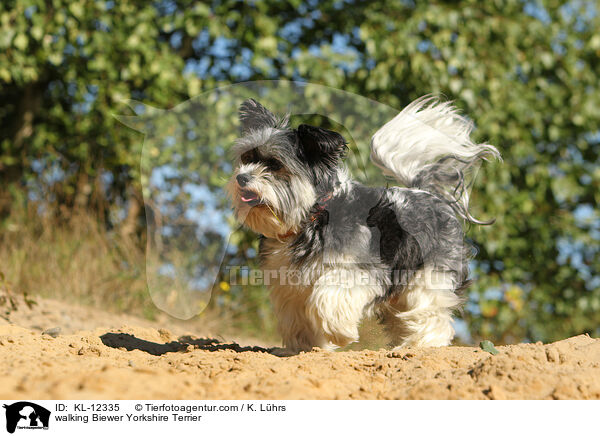 laufender Biewer Yorkshire Terrier / walking Biewer Yorkshire Terrier / KL-12335