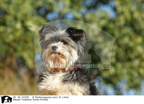 Biewer Yorkshire Terrier Portrait / Biewer Yorkshire Terrier Portrait / KL-12336