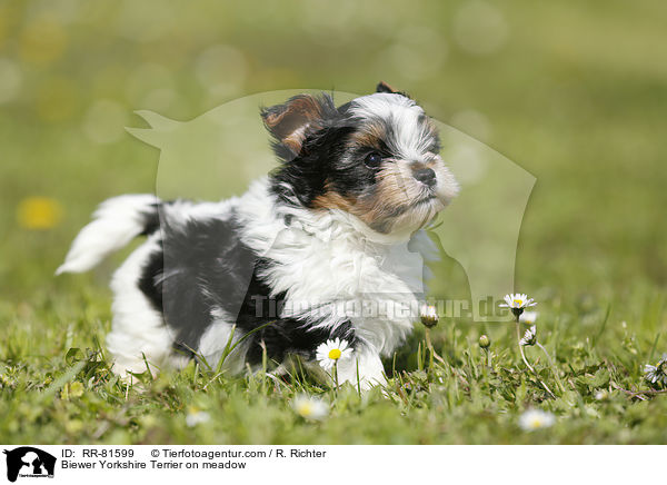 Biewer Yorkshire Terrier on meadow / RR-81599