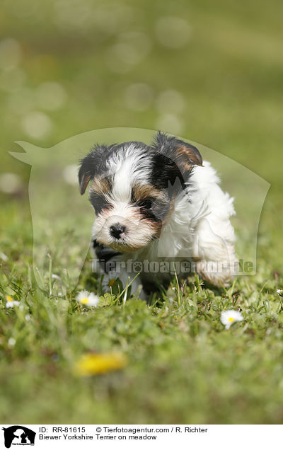 Biewer Yorkshire Terrier on meadow / RR-81615
