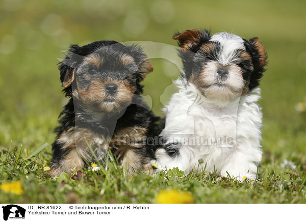 Yorkshire Terrier and Biewer Terrier / RR-81622