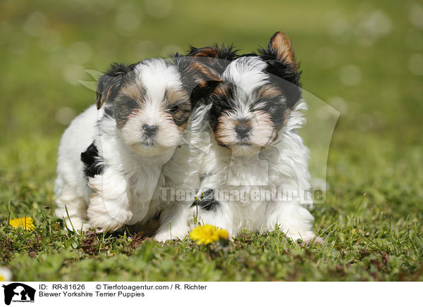 Biewer Yorkshire Terrier Puppies / RR-81626