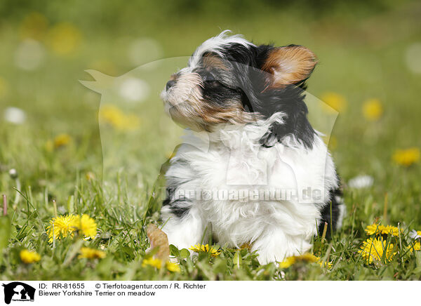 Biewer Yorkshire Terrier on meadow / RR-81655