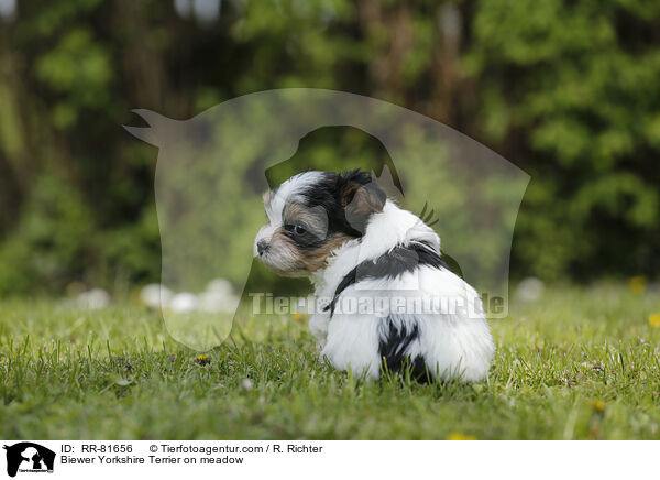 Biewer Yorkshire Terrier on meadow / RR-81656
