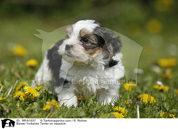 Biewer Yorkshire Terrier on meadow / RR-81657