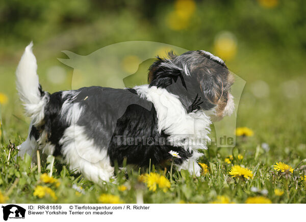 Biewer Yorkshire Terrier on meadow / RR-81659